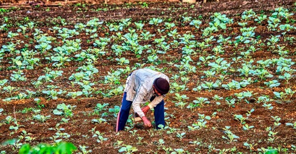 CSR as a Catalyst for Fair Supply Chains in Gambian Agriculture